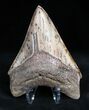 Nicely Colored Inch Megalodon Tooth #1669-1